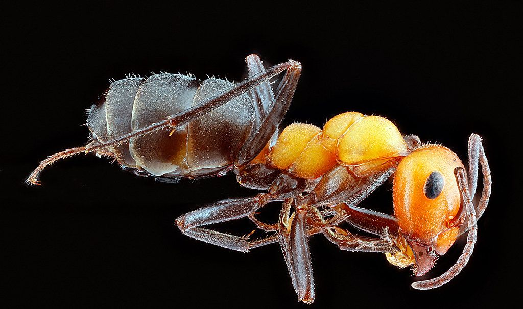 Ant Control service in Portland, OR