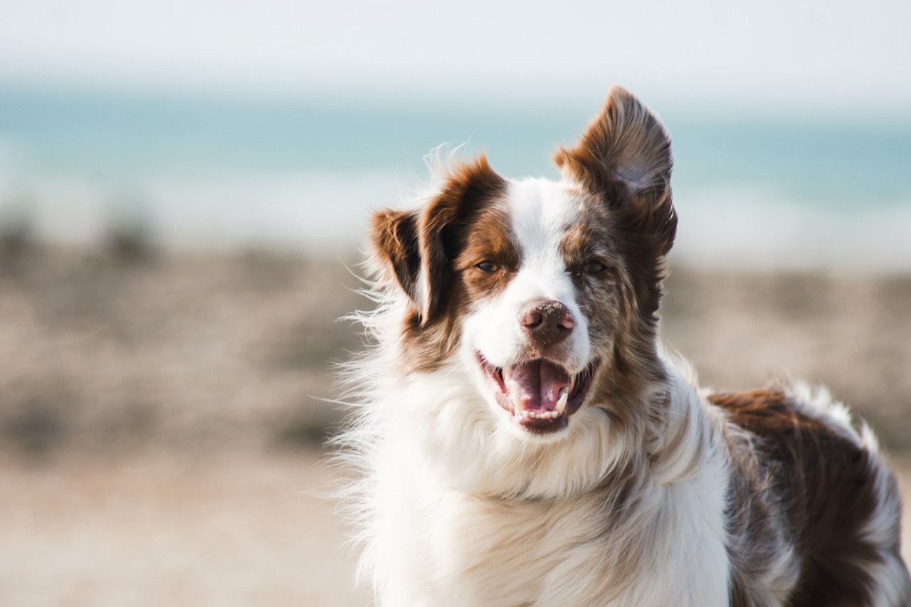 Flea & Tick Control service in Portland, OR
