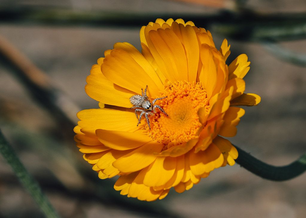 Spider Control service in Portland, OR